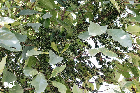 Liberica & Excelsa | The Future of Coffee?