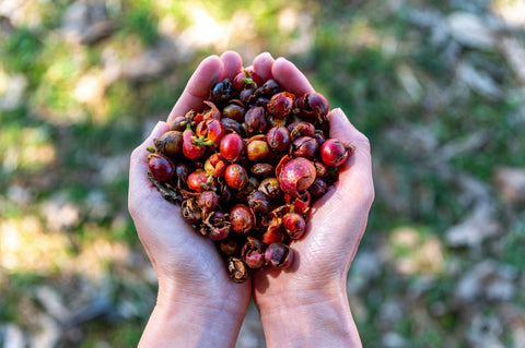 Coffee Is More Than a Bean | Cascara Tea