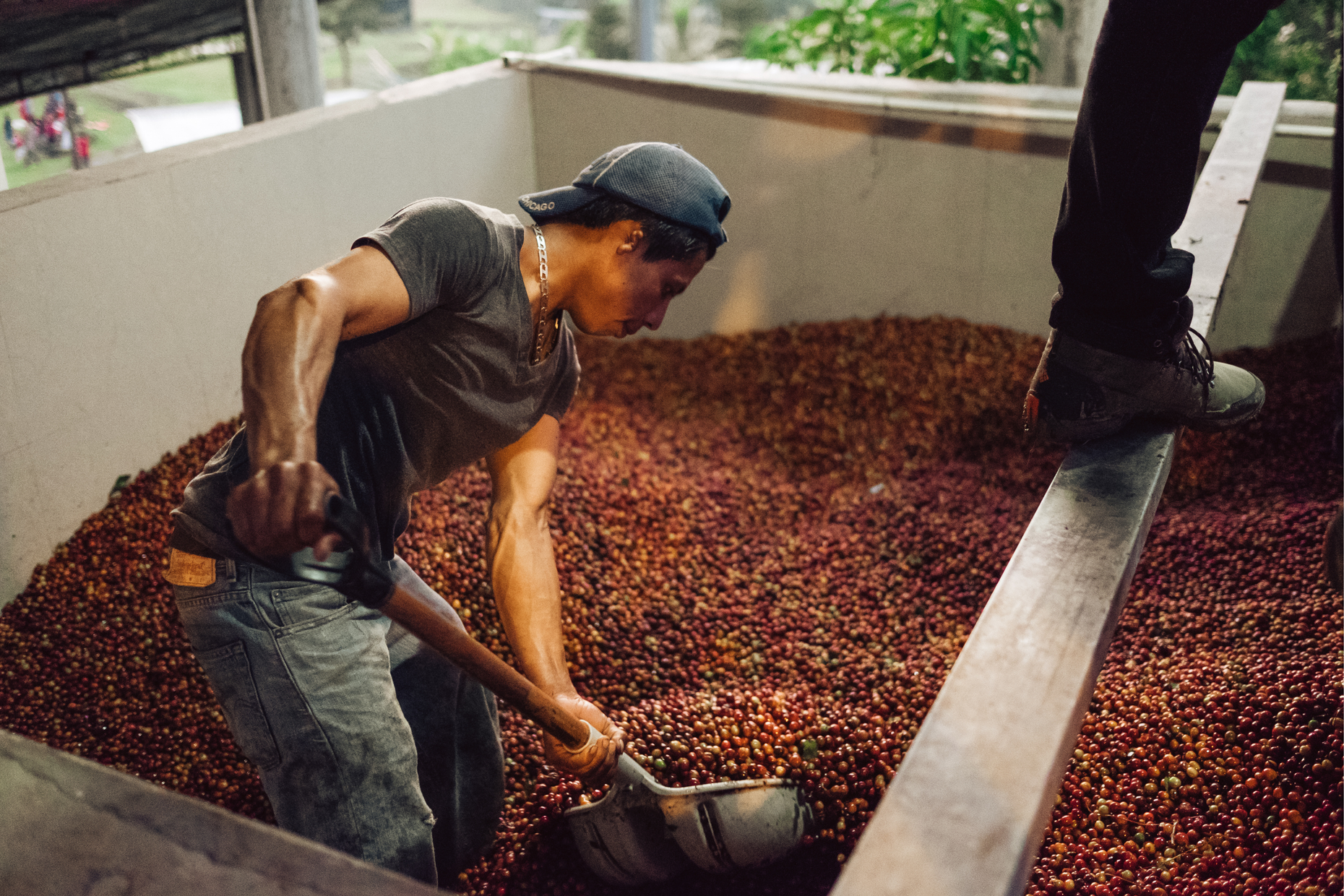 What is a Natural Process? – Solid State Coffee